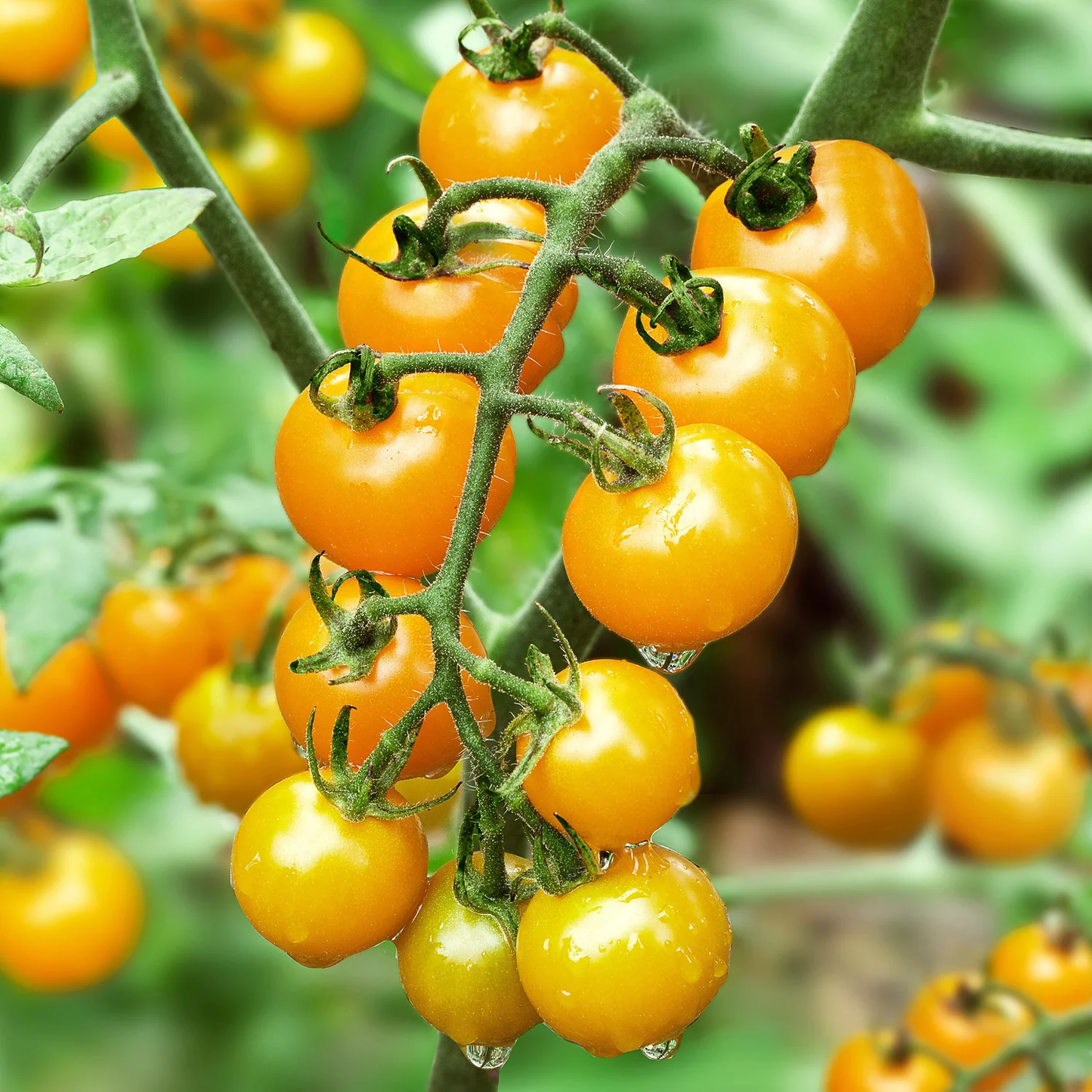 Gold Nuggets Cherry Tomato Plant