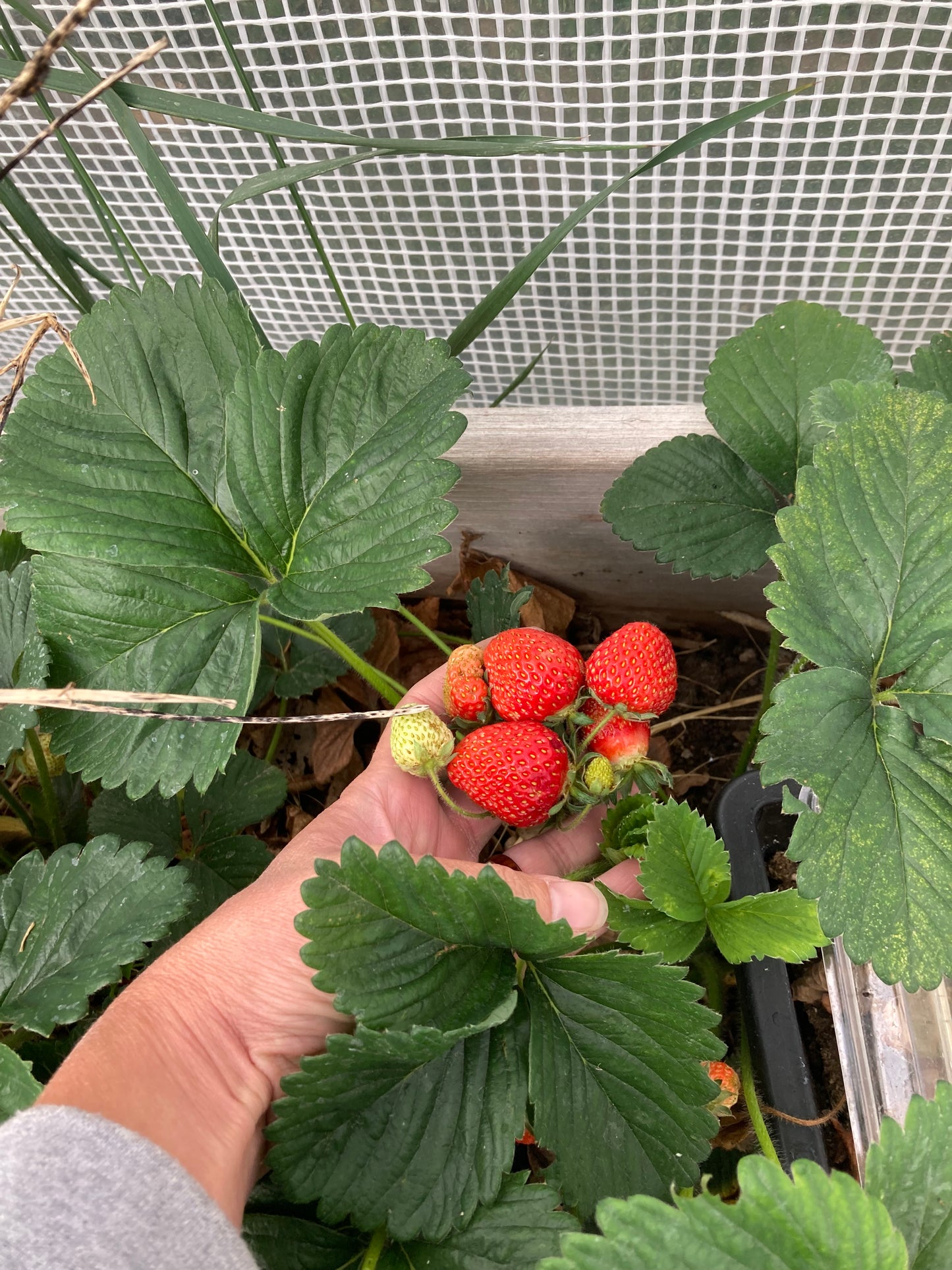 Honeoye Strawberries - June Bearing - 10-12 plants