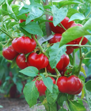 Alma Paprika Pepper Plant