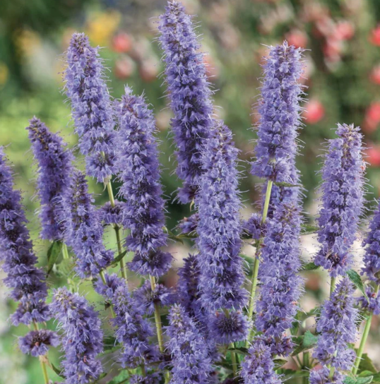 Anise Hyssop Plant