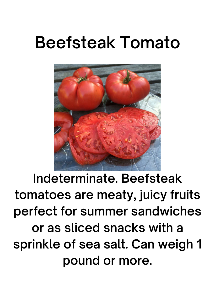 Beefsteak Tomato Plant