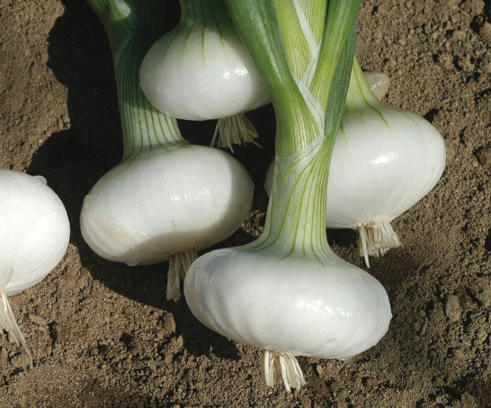 3" Onion - Approx. 15 plants