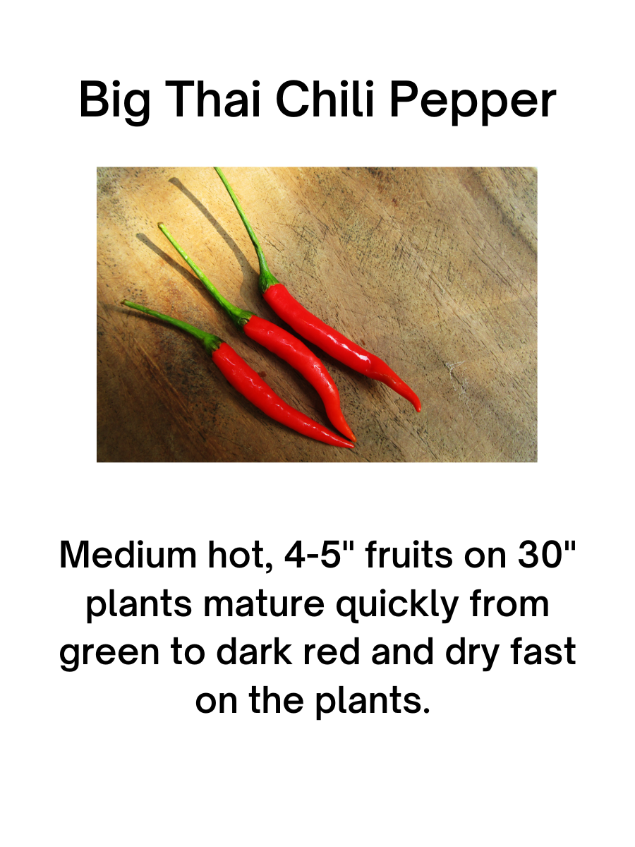 "Big" Thai Chili Pepper Plant