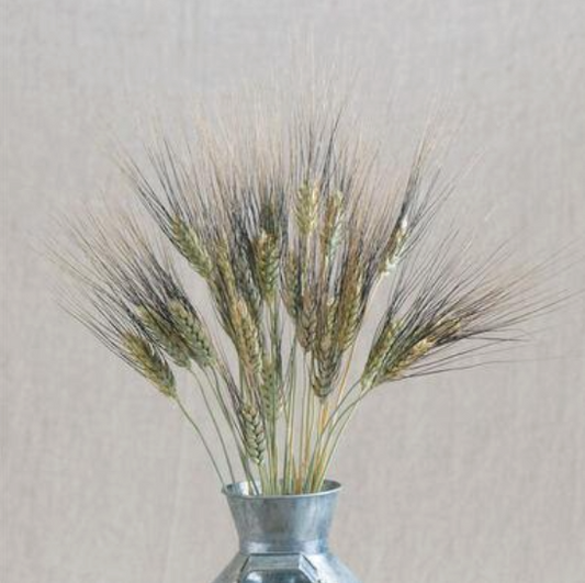 Black Tip Wheat - Ornamental