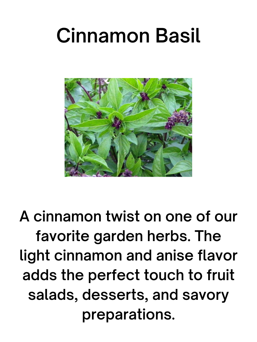 Cinnamon Basil Plant