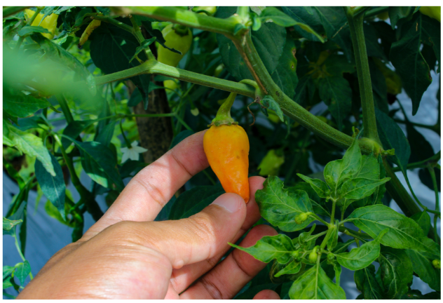 Datil Pepper Plant