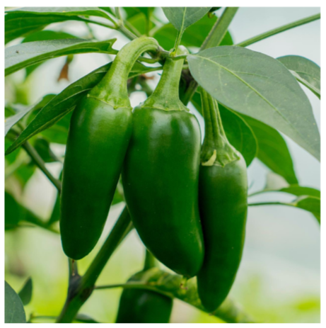 Nadapeno (No Heat) Jalapeno Pepper Plant