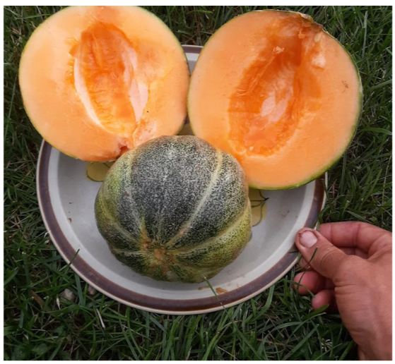 Emerald Gem Melon Plant