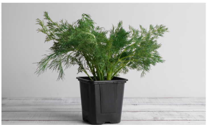 Fernleaf Dill Plant