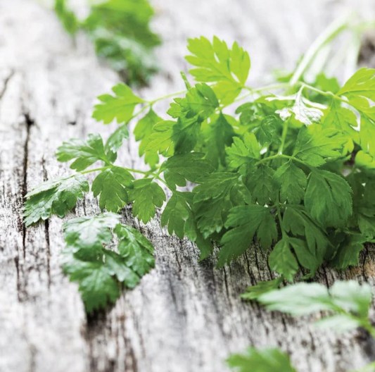 French Curled Parsley Plant