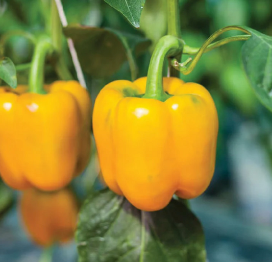 Golden California Wonder Bell Pepper Plant