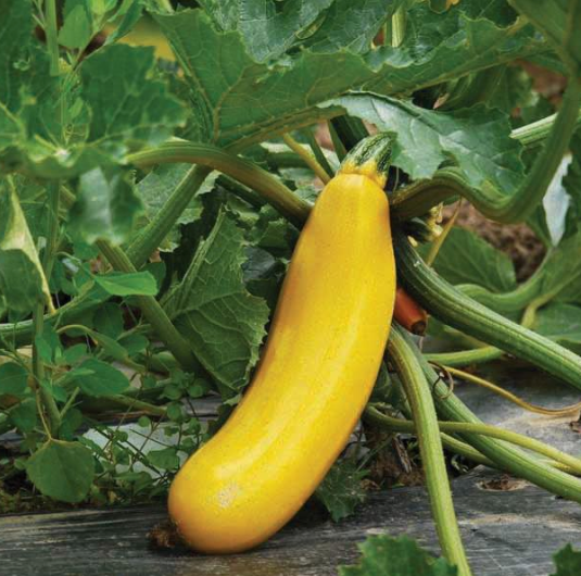 Summer Squash Plant