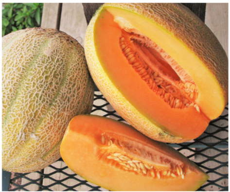 Hale's Best Jumbo Cantaloupe Plant