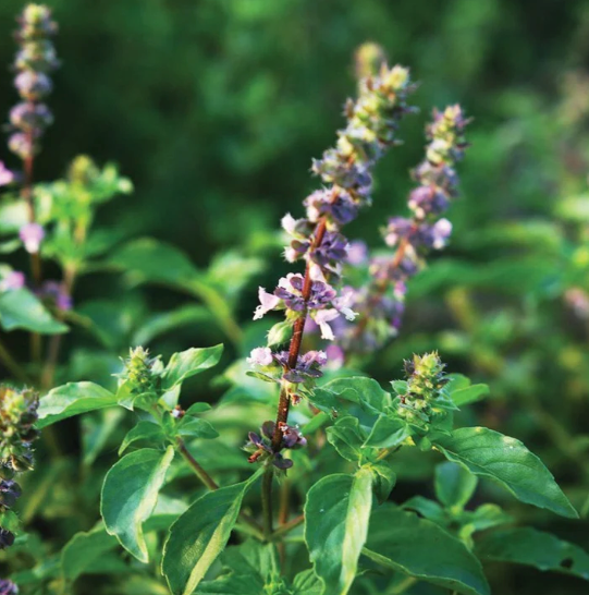 Holy Basil (Tulsi) Plant