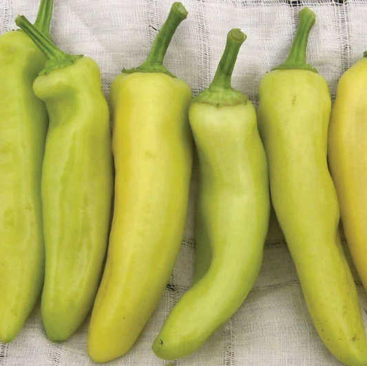 Hungarian Hot Yellow Wax Pepper Plant