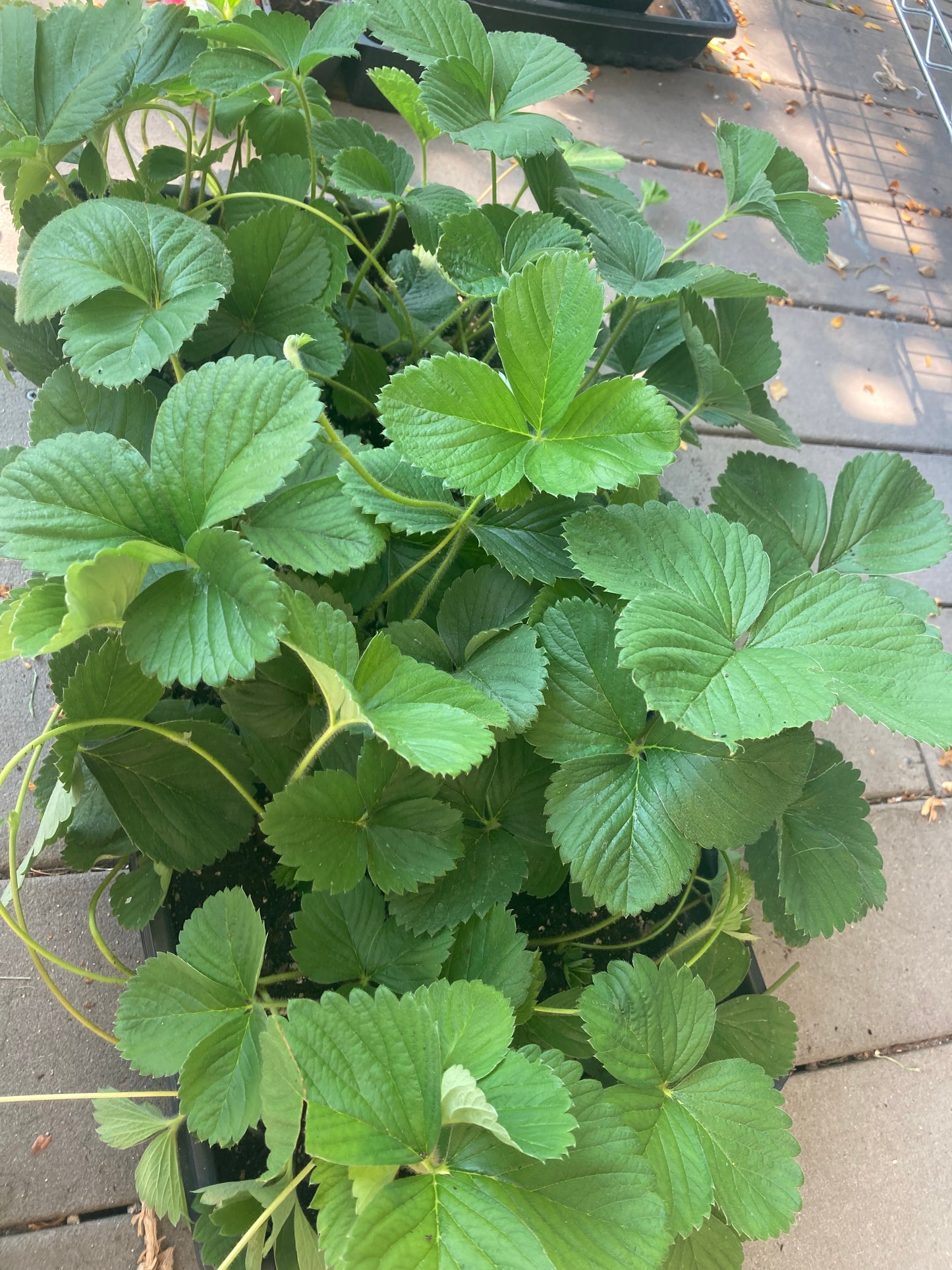 Honeoye Strawberries - June Bearing - 10-12 plants