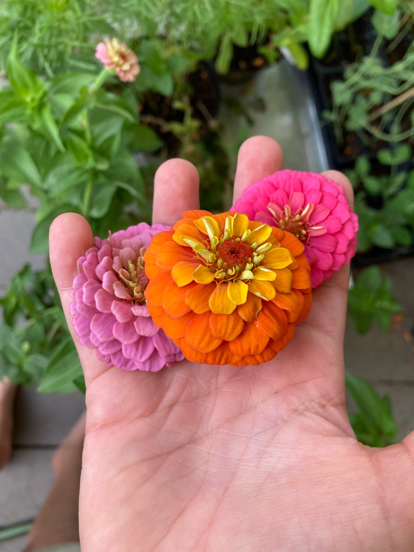 Mini Zinnia Mix - 6 pk