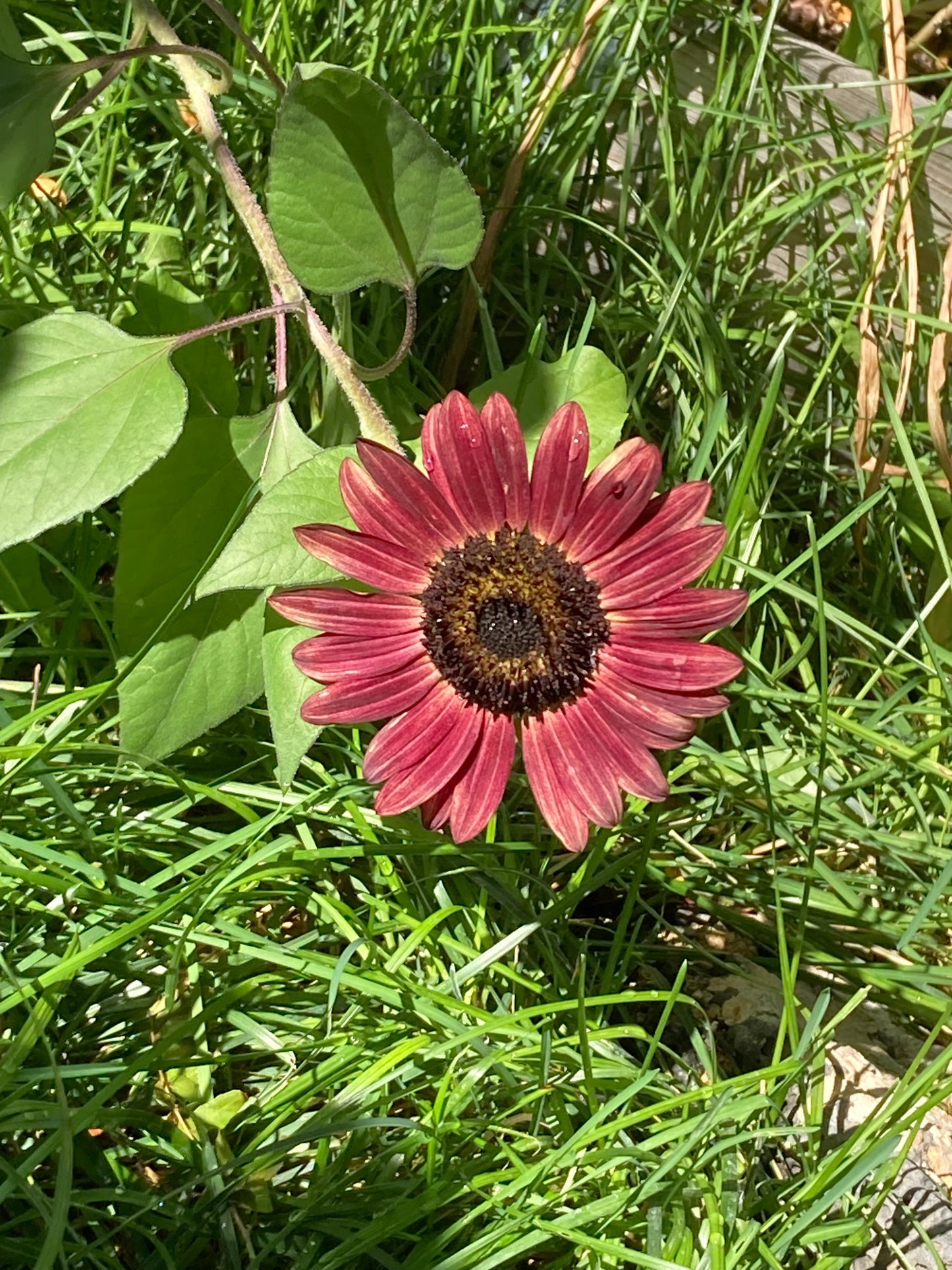 Red Sun Sunflower Plants - 6 pk