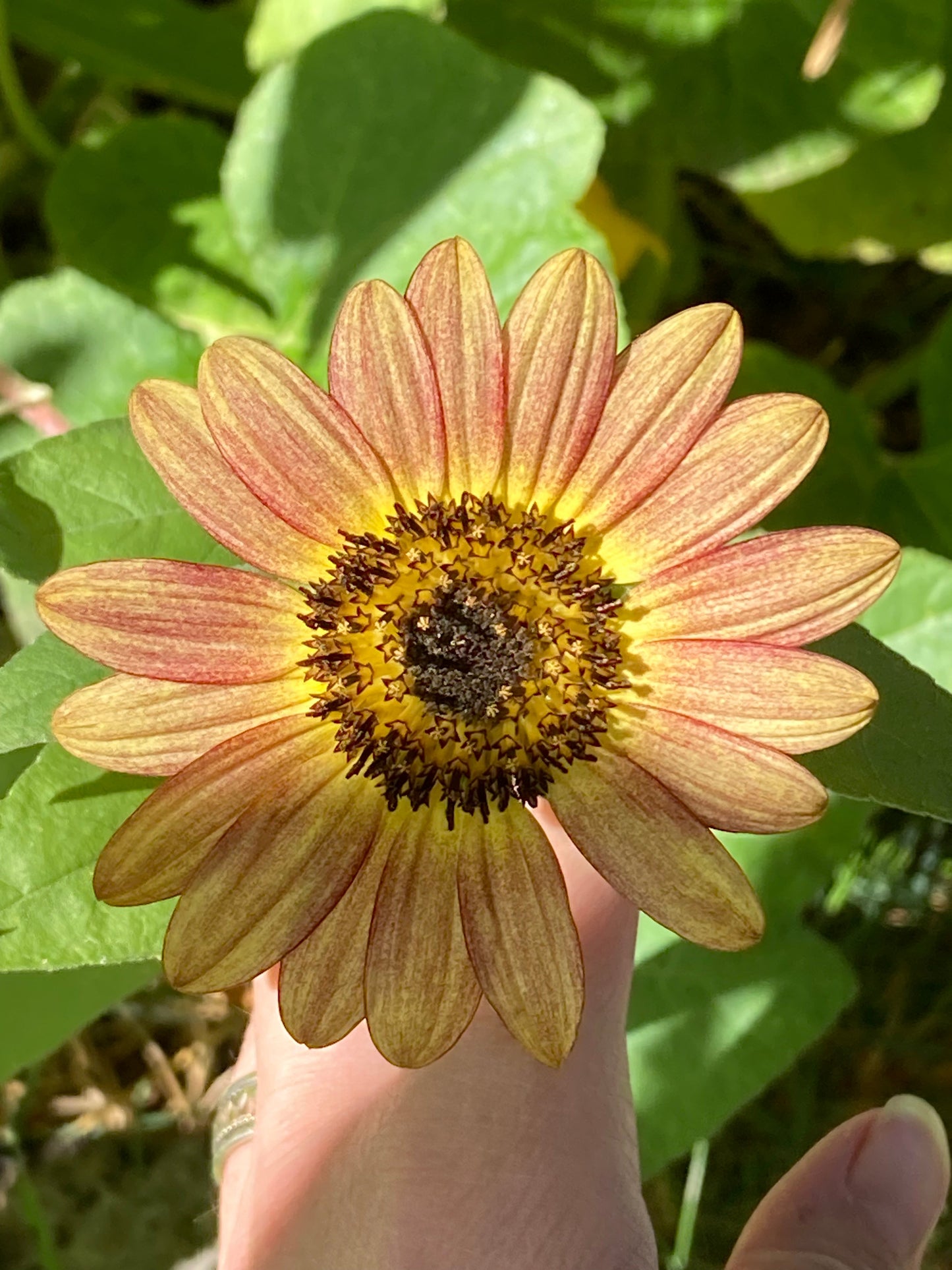 Red Sun Sunflower Plants - 6 pk