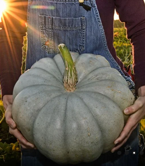 Jarrahdale Pumpkin Plant