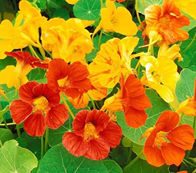 Jewel Nasturtium Plant - 6 pk