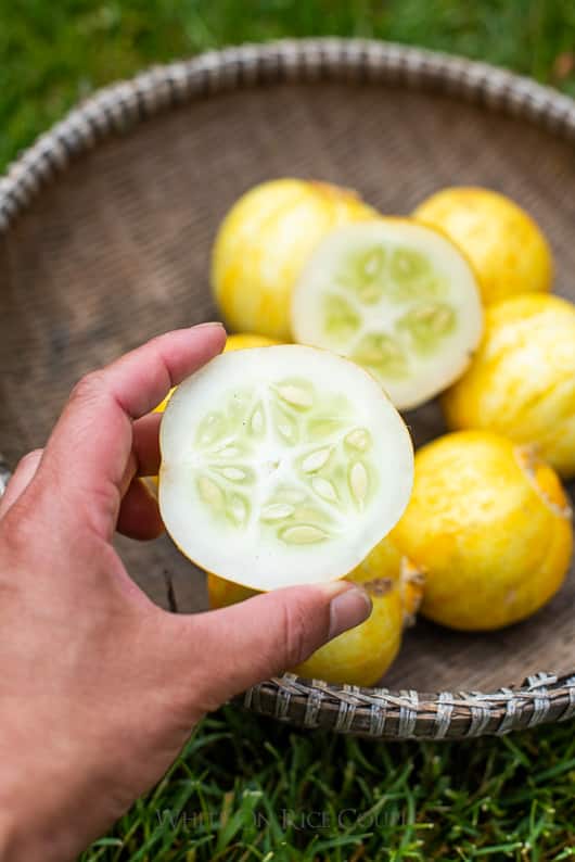 Lemon Cucumber Plant