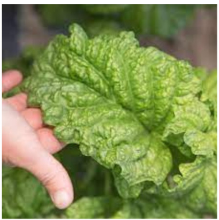 Lettuce Leaf Basil Plant