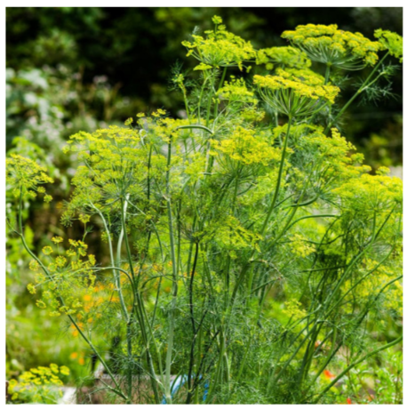 Mammoth Dill Plant