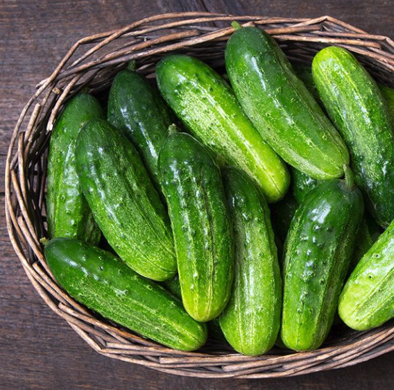 National Pickling Cucumber Plant