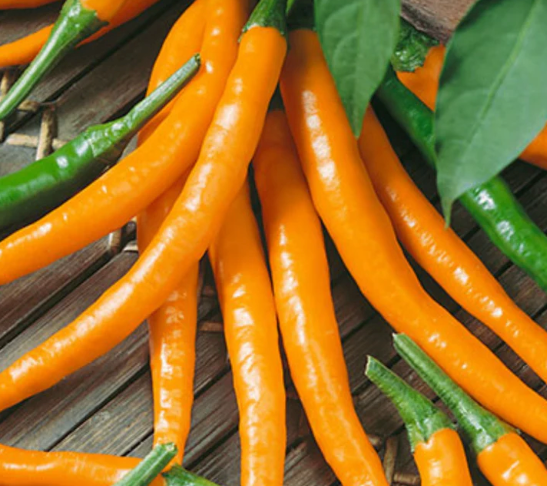 Orange Cayenne Pepper Plant