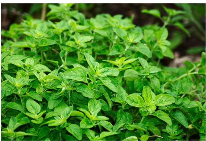 Oregano Plant