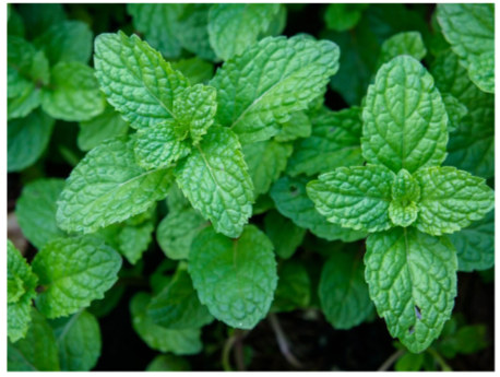 Peppermint Plant