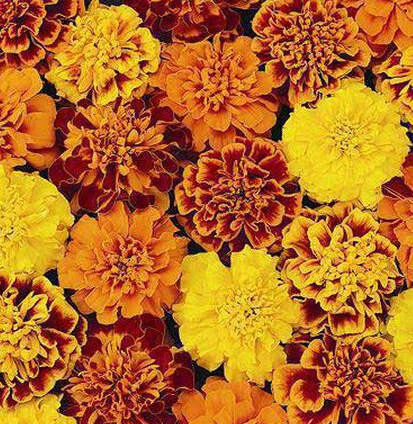 Petite Mix Marigold Plant - 6 pk