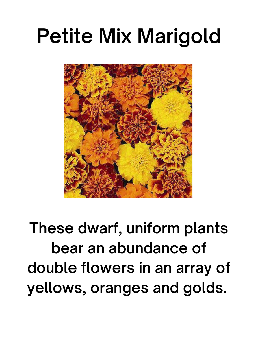 Petite Mix Marigold Plant - 6 pk