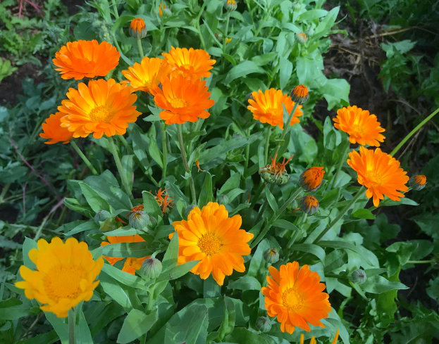 Resina Calendula Plant - 4 pk