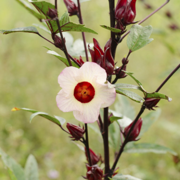 Roselle - Asian Sour Leaf Hibiscus Plant