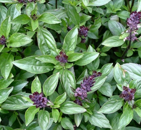 Cinnamon Basil Plant