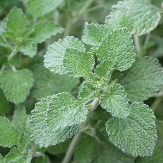 White Horehound Plant