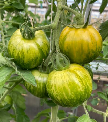 Green Zebra Tomato Plant