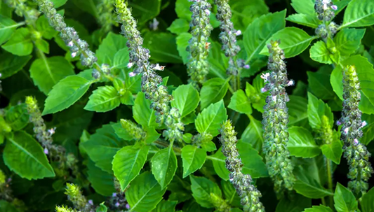 Blue Spice Basil Plant