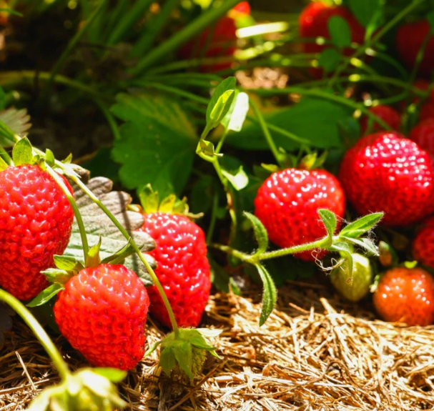 Eversweet Everbearing Strawberries - 10-12 plants