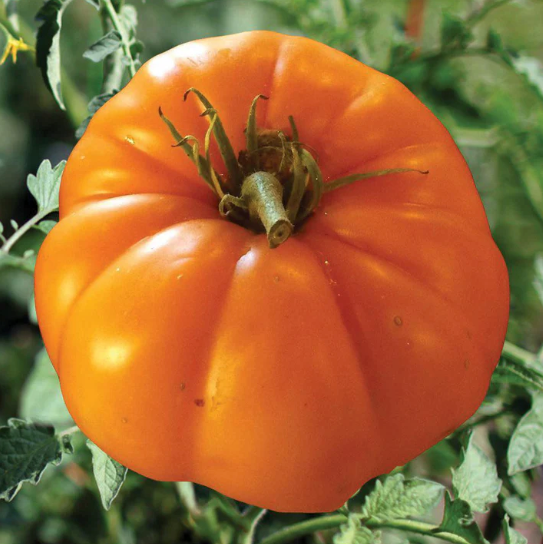 Persimmon Tomato Plant