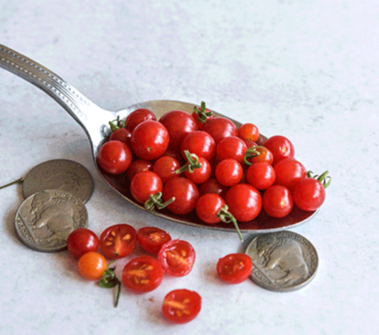 Spoon Tomato Plant