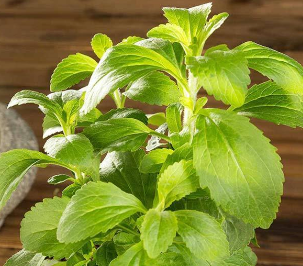 4" Stevia Plant