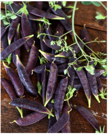 Sugar Magnolia Snap Peas (Purple) - 6 pk