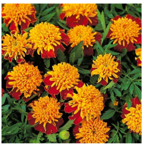 Tiger Eyes Marigold Plant - 6 pk