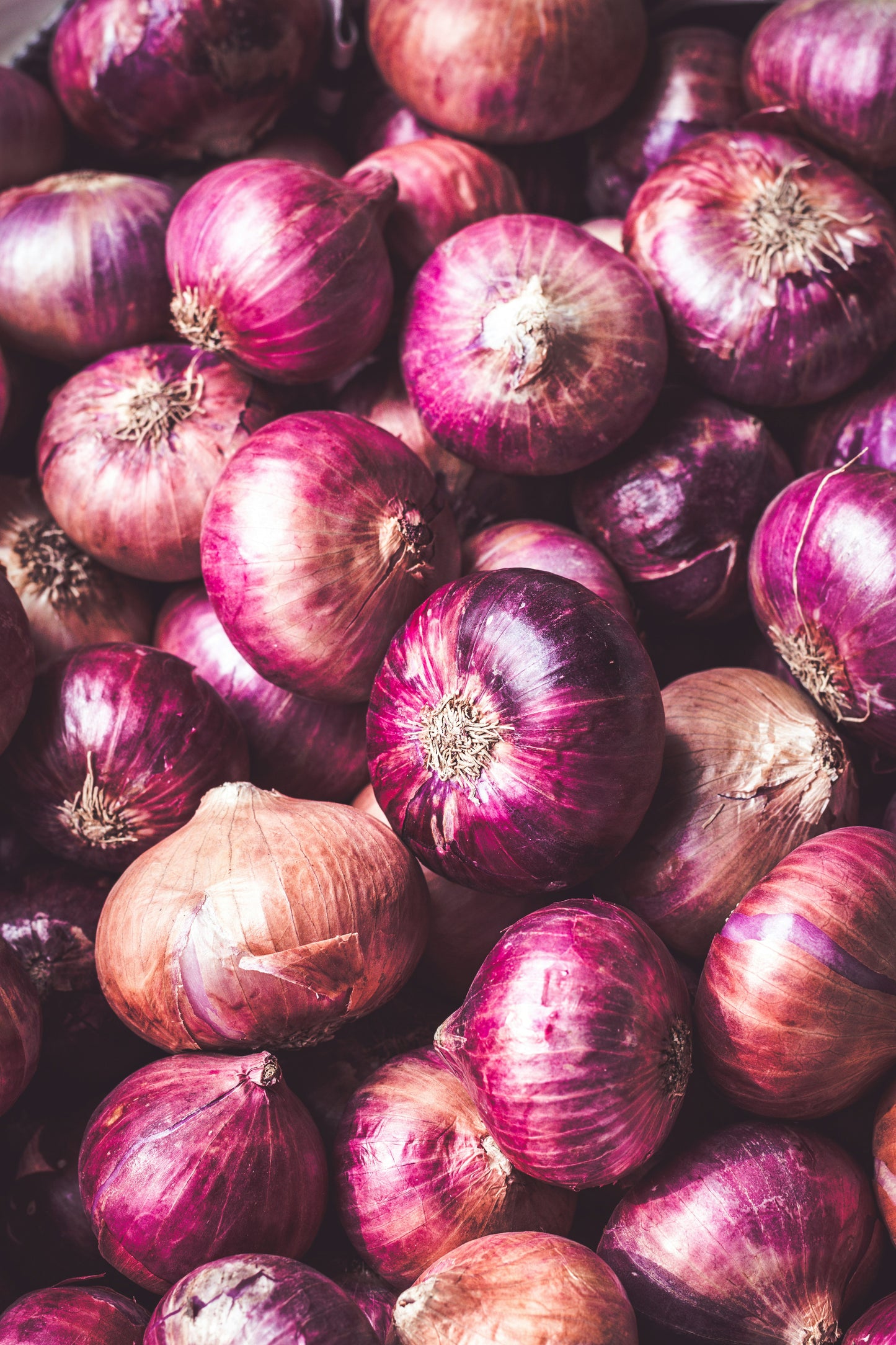 3" Onion - Approx. 15 plants