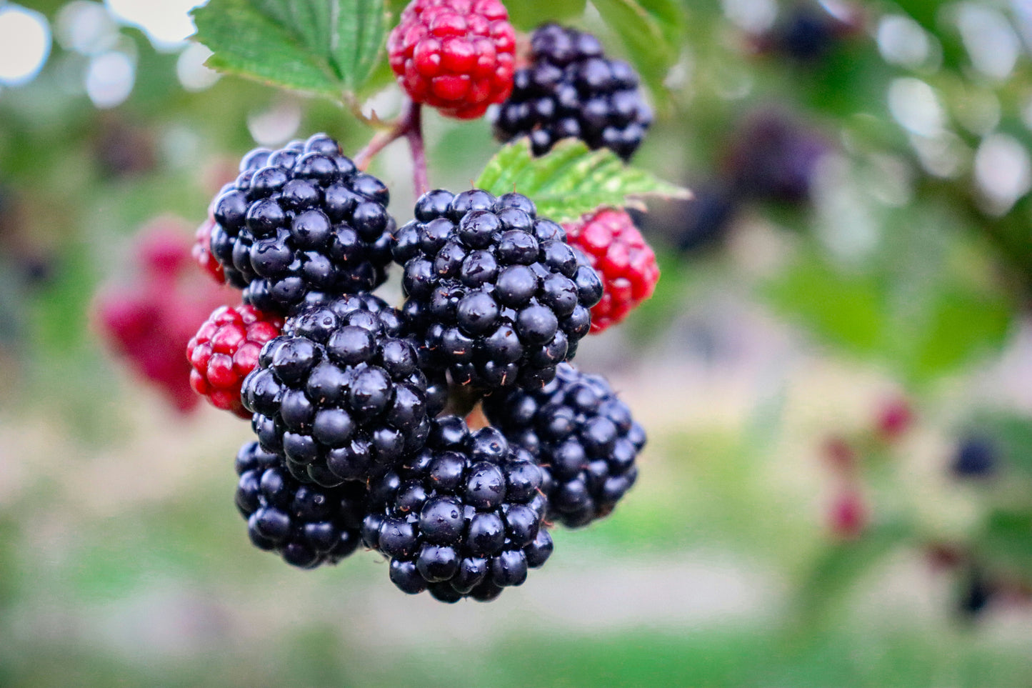 Chester Thornless Blackberry Plant