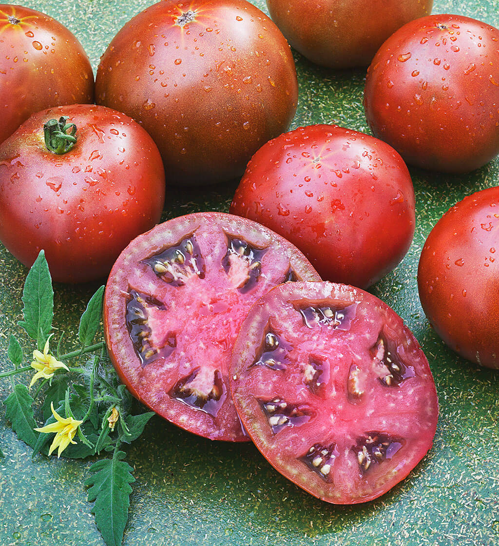 Black Prince Tomato Plant