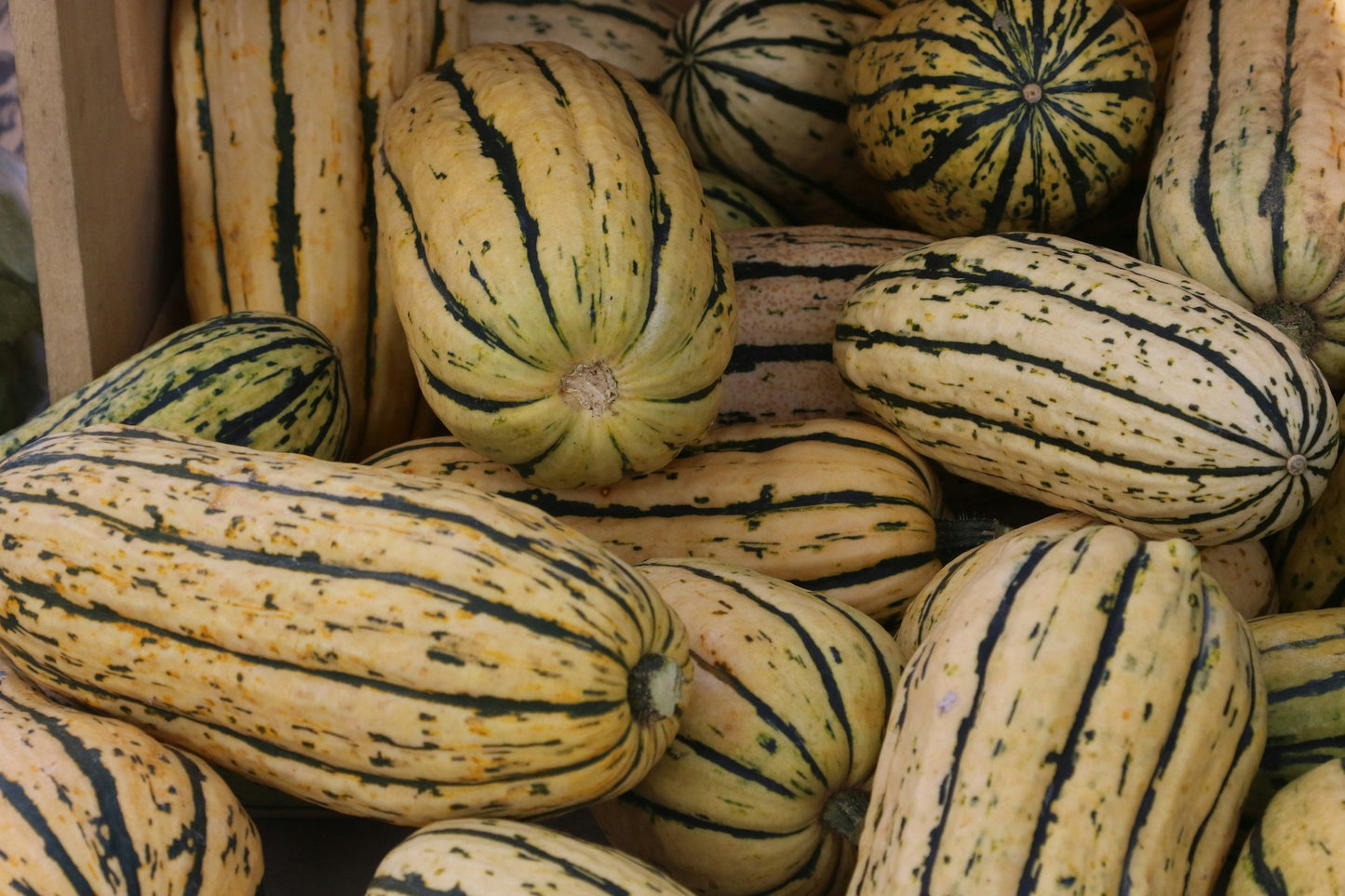 Delicata Squash Plant